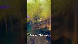 Gaming/Fish room reveal 🐠 #gaming #pcgaming #fishtank #aquarium #aquascape