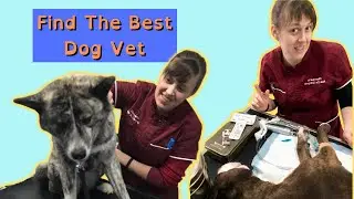 7 Easy Tips How To Find And Choose The Best Dog Vet
