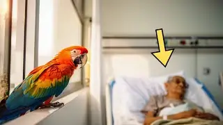 Como a lealdade de um papagaio salvou uma família da depressão e do LUTO...