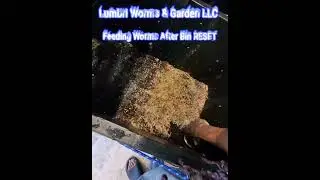 Feeding Composting Red Wiggler Worms After Bin Reset