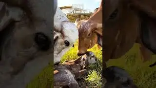 Gir Cow Dairy Farm Brazil