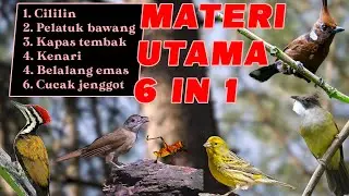 MASTERAN KOMPLIT CILILIN, KAPAS TEMBAK, CUCAK JENGGOT, KENARI, BELALANG EMAS DAN PELATUK BAWANG