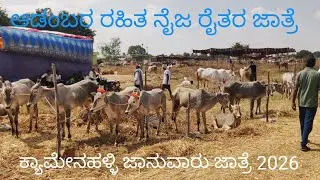 ಕ್ಯಾಮೇನಹಳ್ಳಿ ದನಗಳ ಜಾತ್ರೆ 2026 - ಆಡಂಬರವಿಲ್ಲದ ರೈತರ ಜಾತ್ರೆ