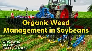 Organic Weed Management in Soybeans │Organic Advisor Call Series 2025