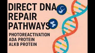 Direct DNA Repair Pathways Explained - Photoreactivation, Ada Protein, AlkB Protein Mechanism
