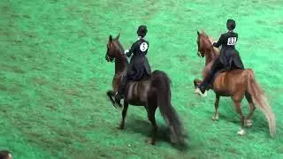 World's Championship Horse Show - 2023