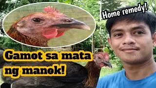 Gamot sa mata ng manok! | Home remedy | #Paragmanoktv