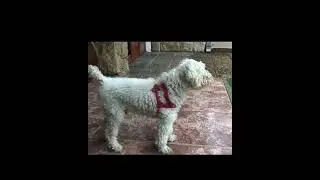 dog barking #shorts