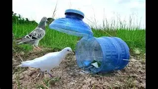 Easy Method Pigeon Trap Using Black Basket   Best Bird Trap 2022