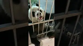 Panda Jin Hu-The child showed a healthy curiosity