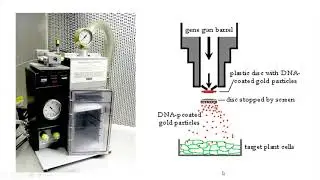 Physical Methods of gene transfer in Plants