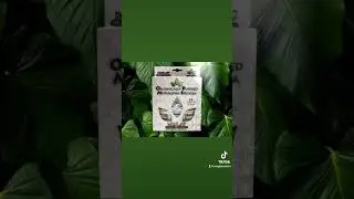 O.P.M.S Silver - Malay Capsules 🍃 #health #wellness #fyp #short #shorts