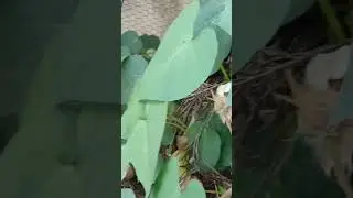 Cotton harvest from home grown plant in my terrace garden 🌱💮🌿🌧️🤗😇🌷🥰😍