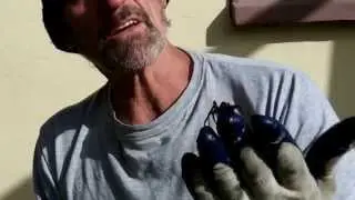Spiders in NZ