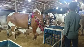Beautiful Cows 🐄 on Shaheed e Millat road Karachi #beautifulCows