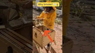 Smoke on Bees💨🐝 | Inside the Bee Hive