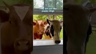 Cows act just like puppy dogs #shorts