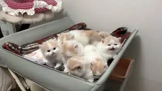 Cats enjoying their thing