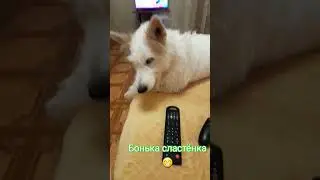 Боня#Боняша#любимка#сластёнка#безсобакникак🐶❤️