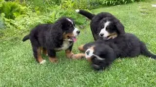 Just a few cute puppies running around the garden