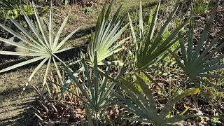 Very attractive and cold hardy Silver Saw Palmetto palm
