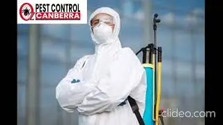 Wasps and Bees Control Canberra | Wasps and Bees Control in Canberra