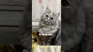 Ты в безопасности😸🐾 #кошачьишорты #смешнойкот #кошачьивидео #милыйкот #вирусныешорты #милый #коте...