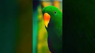 A parrot also sounds like a rooster#shorts