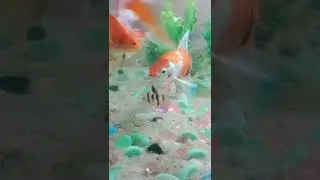 Gold fish Amazing color #shortvideo #trailer