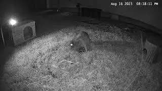 Baby Rabbits 2023 Batch 3 Day 13 - Mother feeds the babies and then they leave the nest 8/16/2023
