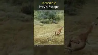 Incredible Prey's Escape
