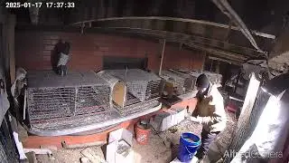 Tully River Quail jumbo quail layer cage system #coturnixquail
