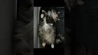 ගෙදර ඉන්න කම්මැලියා  Lash 😴🐾 Dreaming in floof 🐾cozy cat moments #pet #cat #sleep #lazycat