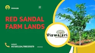 Red Sandal Farm Lands in Prakasam District | From ₹8.5 Lakhs | Best Long Term Investment 2026
