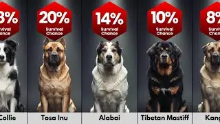 Dog Breeds That Can Kill a Human in Under 10 Seconds!