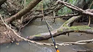 PESCANOS EM UM RIOZINHO SÓ PIAU BRUTO E PREPARAMOS NA BEIRA DA CACHOEIRA!!!!!