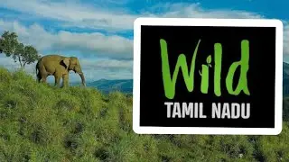 #சிறுதுளி #Wild Tamil nadu #ஆவணபடம் #வெளியீடு #ஜன 26-ம்  தேதி #PSG IMSR அரங்கில்# COVAI