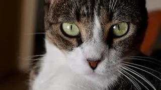 Cat Looks Into Your Soul