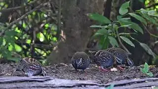 20241111百花岭。紅喉山鷓鴣。出來覓食是默默的出現。雄鳥先出來覓食，隔了一陣子雌鳥才出現。