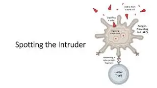 How the Pfizer-BioNTech Vaccine Works - Pfizer/BioNTtech vaccine for Covid-19