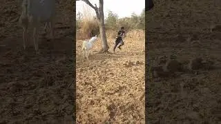 # Two and a half lakh goat🤣