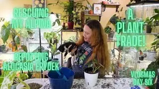 Trying to save my Alpina, repotting Frydek and doing a plant trade | Vlogmas Day Six
