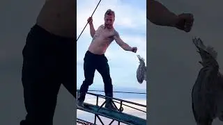 Daring Ocean Rescue&mdash;He Walked a Plank to Save a Struggling Seagull | The Dodo