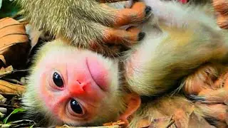 Baby monkey ties request milk her mom by hungry #babymonkey #cutebaby
