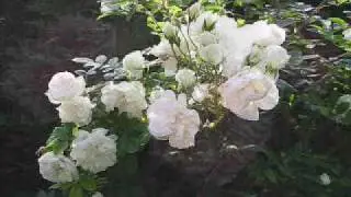 PERCY GRAINGER: Country Gardens