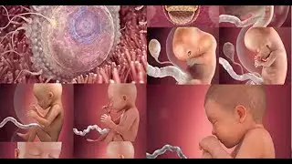 Curious Moms To Be Check Out The Incredible Month By Month Fetal Development With Pictures