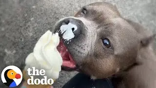 Dog Cries For The Ice Cream Truck Every Wednesday | The Dodo