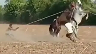 TOOFAN HORSE