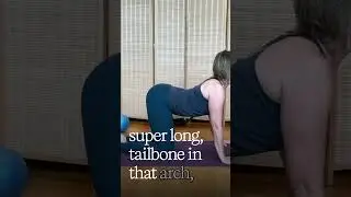 Long Spine Cat-Cow