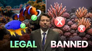 Marine Aquarium Hobby in India | What's Allowed? What's Not?